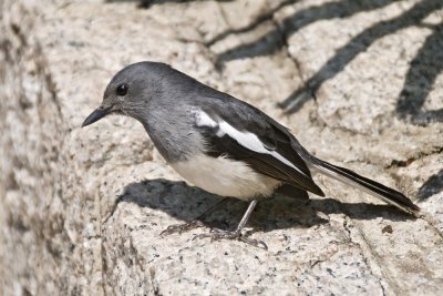 Oriental Magpie Robin