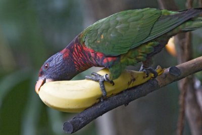 Rainbow Parakeet