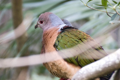 Rufous-tailed Imperial Pigeon