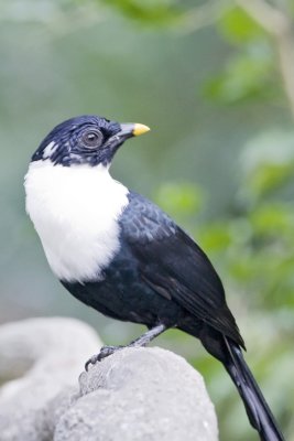 White collard Starling
