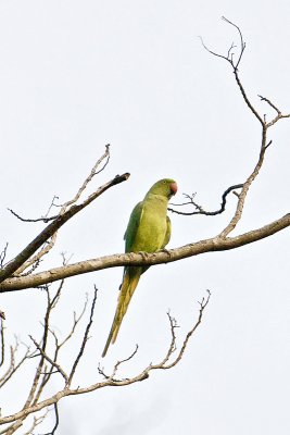 Long Tailed Parakeet