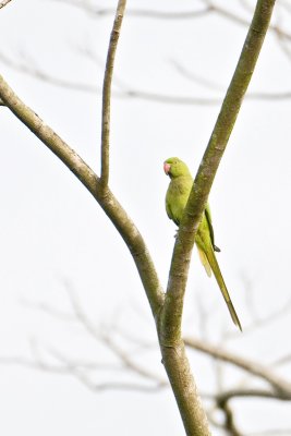 Long Tailed Parakeet