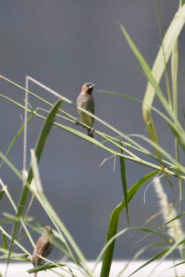 Scaly-breasted Munia