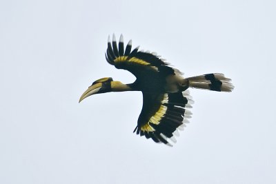 Great Hornbill-Langkawi
