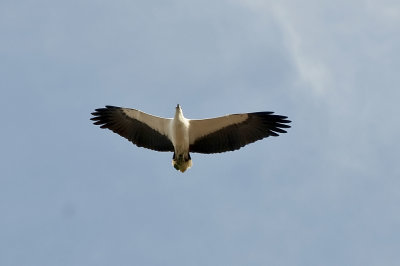 White-bellied Sea Eagle-Malacca