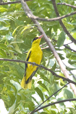 Black-naped Oriole-Malacca.