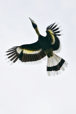 Great Hornbill-Langkawi