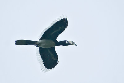 Oriental Pied Hornbill-Langkawi