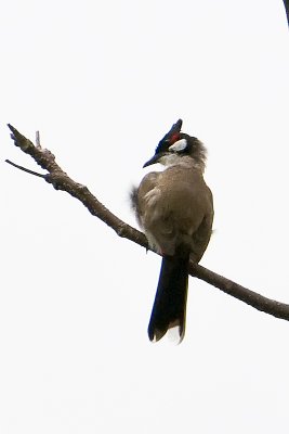 Red whiskered Bulbul-andaman