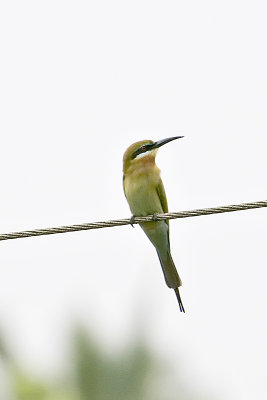 Blue-tailed Bee-eater-andaman