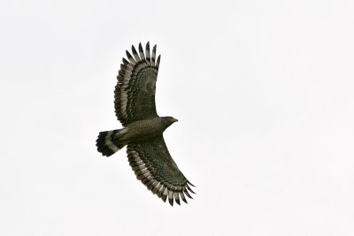 Crested Serpent Eagle-andaman