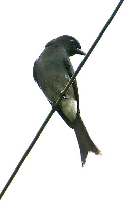 White-bellied Drongo-Galle Sri Lanka