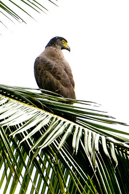 Crested Serpent Eagle-Galle Sri Lanka