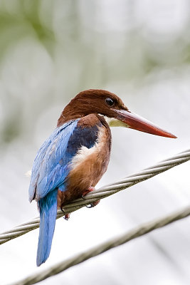 White-throated Kingfisher-Galle Sri Lanka