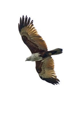 Hawks, Kites, Eagles
