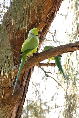 Rose-ringed Parakeet-Chenai India