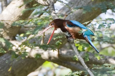 White-throated Kingfisher-Chenai India