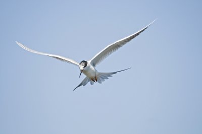 Gallery: Terns