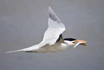 Royal Tern-Cumberland