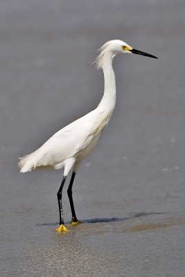Snowy Egret-Cumberland