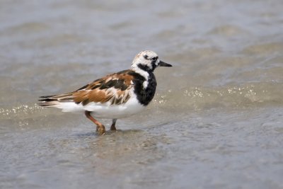 Ruddy Turnstone-Cumberland