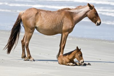 Wild Horse with Foal-Cumberland