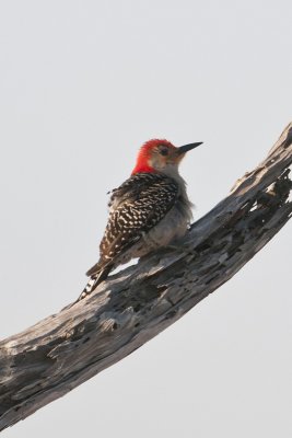 Red-bellied Woodpecker-Cumberland