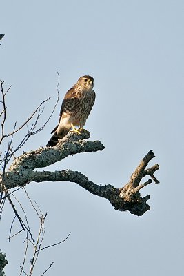 Peregrine Falcon-Cumberland