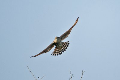 Peregrine Falcon-Cumberland