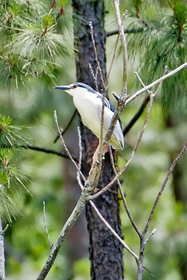 Black-crowned night Heron-Savannah