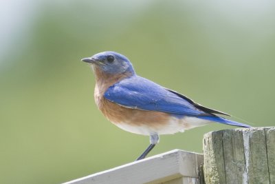 Eastern Bluebird-Savannah