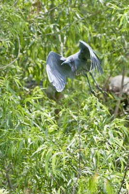 Little Blue Heron-Savannah