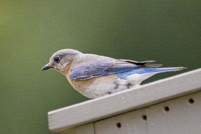 Eastern Bluebird-Savannah