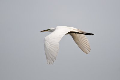 Great Egret-Beaufort