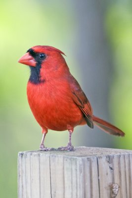 Northern Cardinal-Charleston