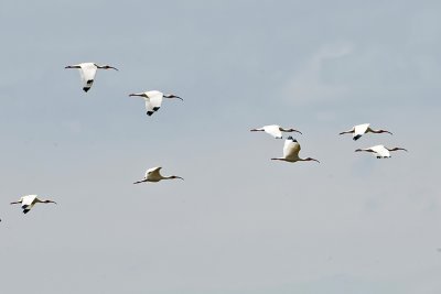 White Ibis-wilmington