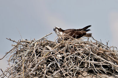 Osprey-Corolla