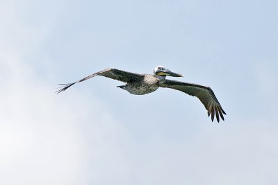 Brown Pelican-Charleston