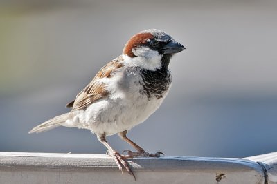House Sparrow-Hatteras