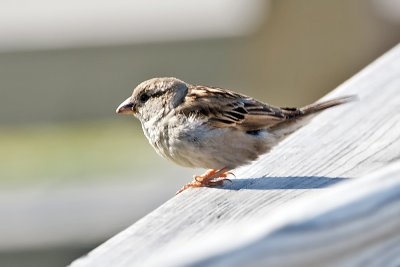 House Sparrow-Hatteras