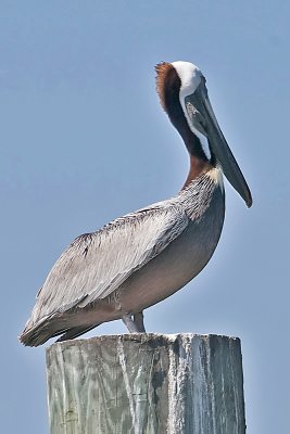 Brown Pelican-Hatteras