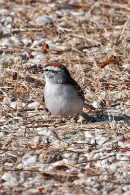 American Tree Sparrow-Wye Island