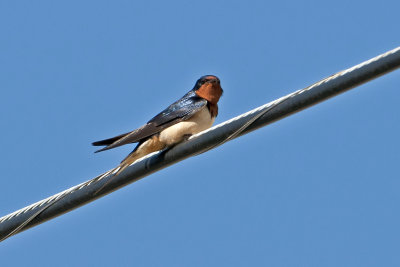 Barn Swallow-Hatteras