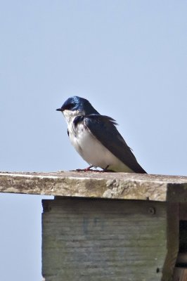 Tree Swallow-Wye Island