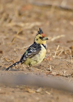 Crested Barbet-Chilwero