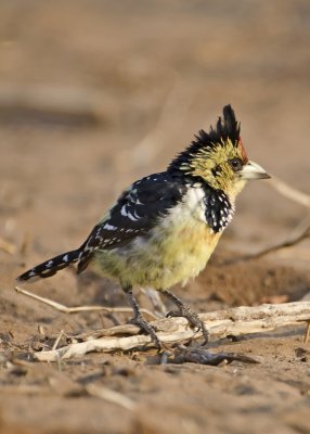 Crested Barbet-Chilwero