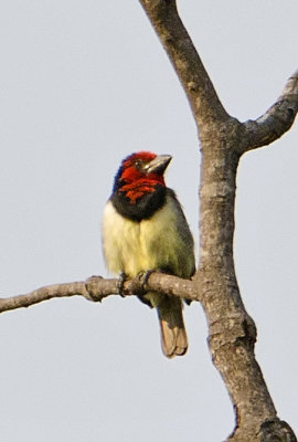 Black-collared Barbet-Kings Pool