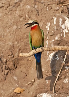 bee-eaters_11