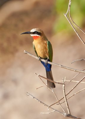 White-fronted Bee-eater-Chobe River