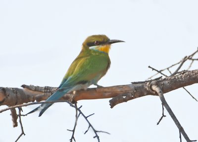 Swallowed-tailed Bee-eater-Chobe River